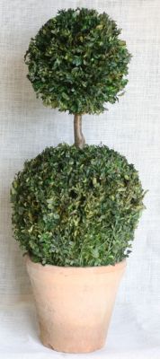 30 inch   Preserved Boxwood Double Ball